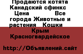 Продаются котята Канадский сфинкс › Цена ­ 15 000 - Все города Животные и растения » Кошки   . Крым,Красногвардейское